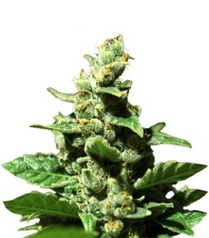 Green-O-Matic Auto fem (GHS)