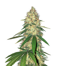 Gorilla Glue #4 fem (Cali Buds Seeds)