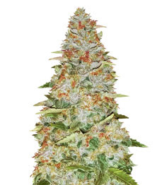 Gorilla Glue fem (Monster Genetics)