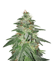 Bruce Banner #3 fem (Original Sensible Seeds)