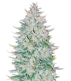 Original Auto OG Kush fem (FastBuds)