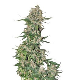 Crystal METH Auto fem (FastBuds)