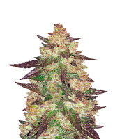 Black Cherry Punch fem (Pyramid Seeds)