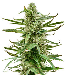 Runtz Auto fem (Barney's Farm)