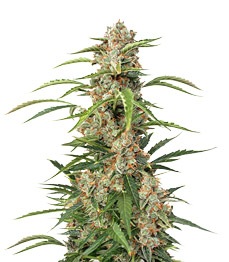 Auto Orange Bud fem (Dutch Passion)