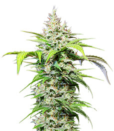 DC Cure 1:1 Auto CBD fem (Doctor's Choice)