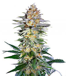 Alpha 21 fem (AlphaFem Seeds)