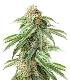 Delicious Cookies fem (Delicious Seeds)