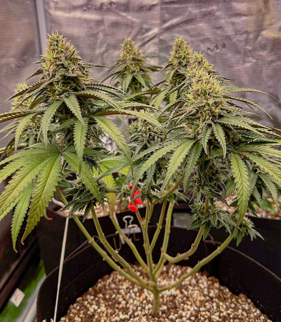 Сорт Candy Store RBX fem (Ethos Genetics)