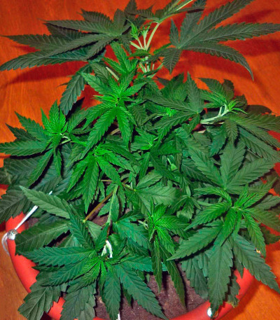 Сорт Cheese fem (Green House Seeds)