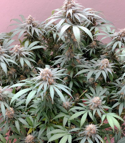 Сорт Delicious Cookies fem (Delicious Seeds)