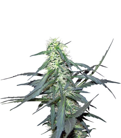 Сорт Hawaii Maui Waui fem (Nirvana Seeds)