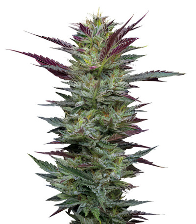 Сорт Notorious THC fem (Humboldt Seed Company)