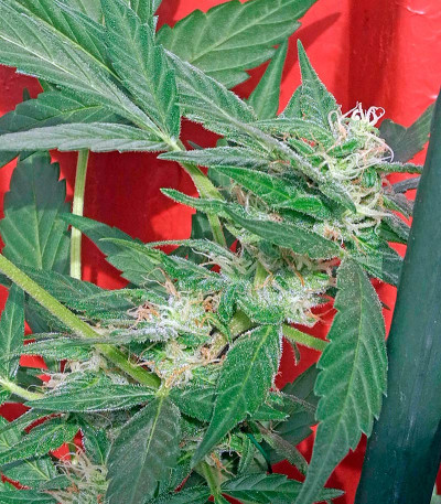 Сорт Haze XXL Autoflowering fem