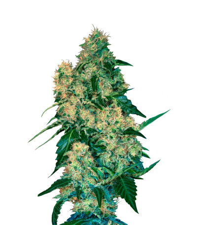 Сорт Chingis Khan fem (VIP seeds)