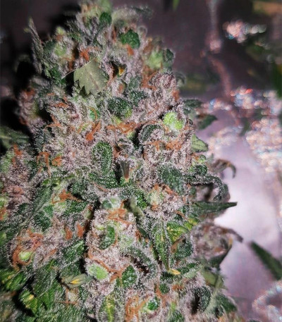 Сорт Incredible Bulk fem (Dr. Krippling Seeds)