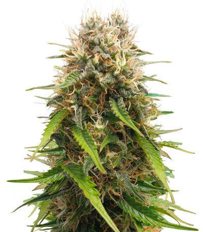 Сорт Triple G Auto fem (Royal Queen Seeds)