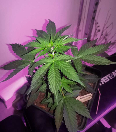 Сорт Auto Northern Delights fem (VIP seeds)