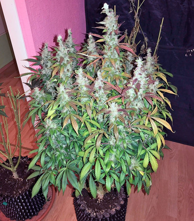 Сорт Auto White Widow fem (Pyramid Seeds)