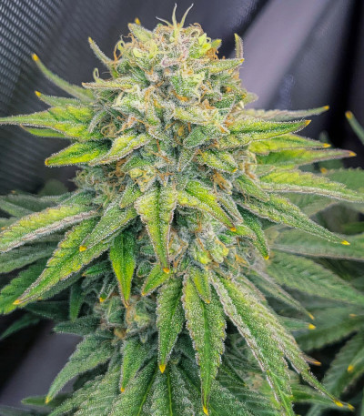 Сорт Jet Puft fem (Compound Genetics)