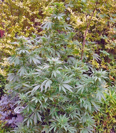 Сорт Himalaya Gold fem (Green House Seeds)