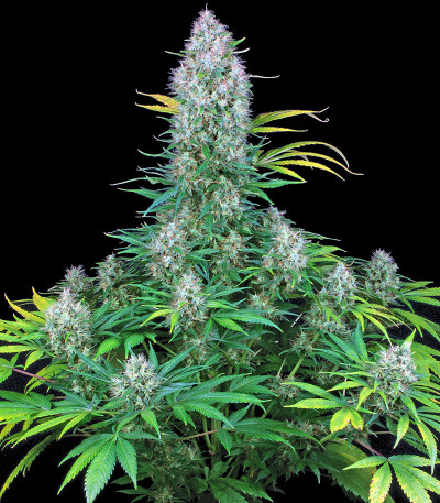 Сорт Serious 6 fem (Serious Seeds)