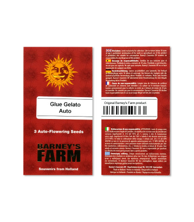 Сорт Glue Gelato Auto fem (Barney's Farm)