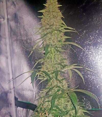 Сорт White Widow Automatic fem (Dinafem Seeds)