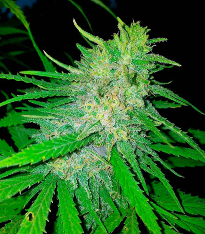 Сорт Allkush fem (Paradise Seeds)