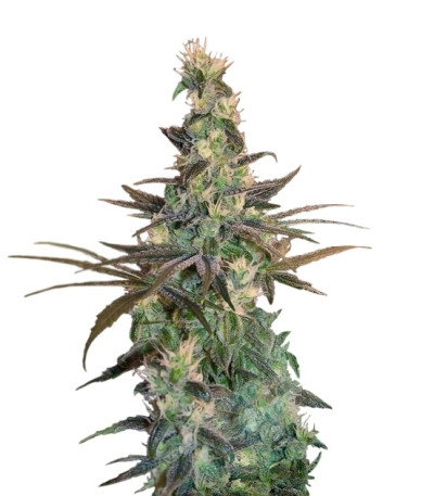 Сорт A-Train fem (TH Seeds)