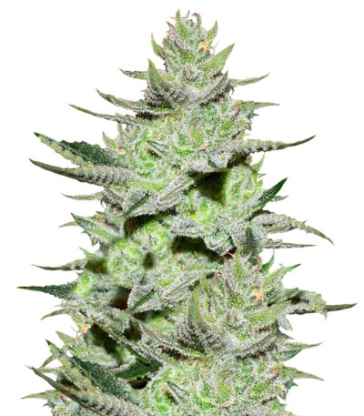 Сорт Unknown Kush fem (Delicious Seeds)