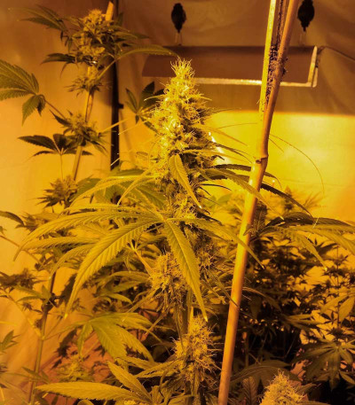 Сорт Big Tooth fem (Strain Hunters)