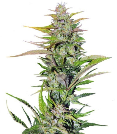 Сорт Black Jack F1 Fast Version fem (Sweet Seeds)