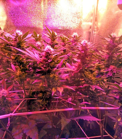 Сорт Chocolate Cream fem (00 Seeds)