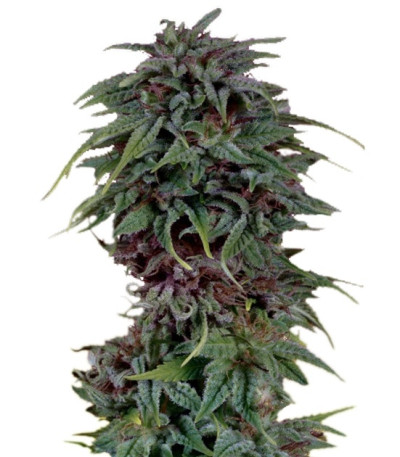 Сорт Durban Poison reg (Dutch Passion)