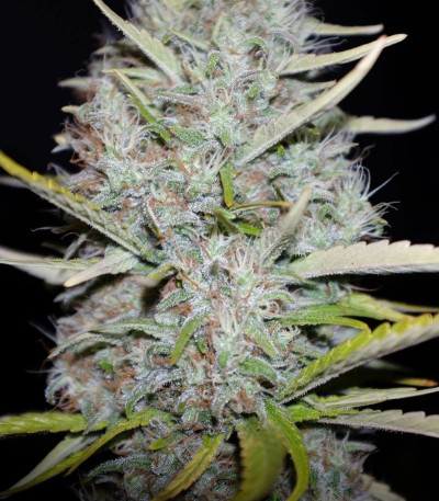 Сорт Appleberry fem (Sumo Seeds)