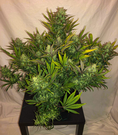 Сорт Gorilla Auto (Gorilla Glue Auto) fem