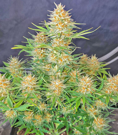 Сорт Z-Up Auto fem (FastBuds)