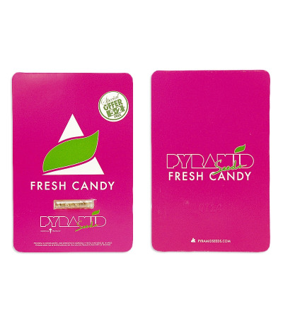 Сорт Fresh Candy fem (Pyramid Seeds)