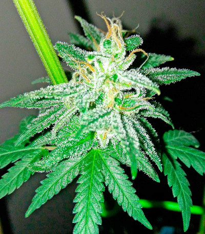 Сорт Bubba Kush Autoflowering fem (Dinafem Seeds)