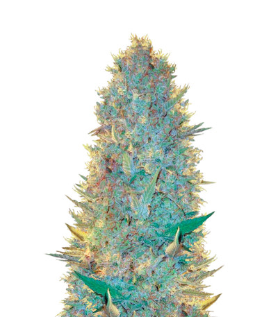 Сорт OG Kush fem (Victory Seeds)