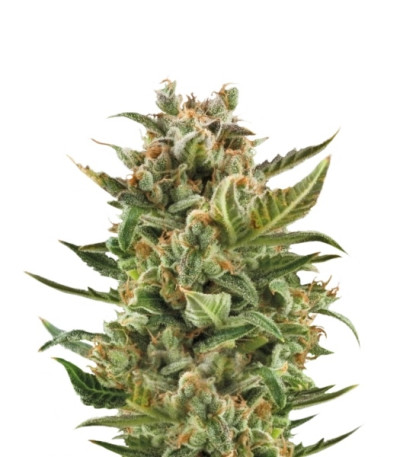 Сорт White Widow Automatic fem (Royal Queen Seeds)