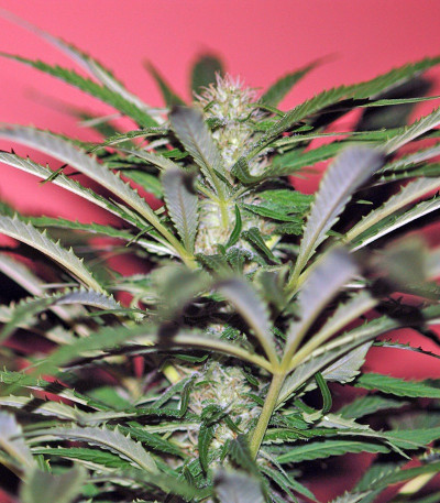 Сорт Wild Rose fem (Sweet Seeds)