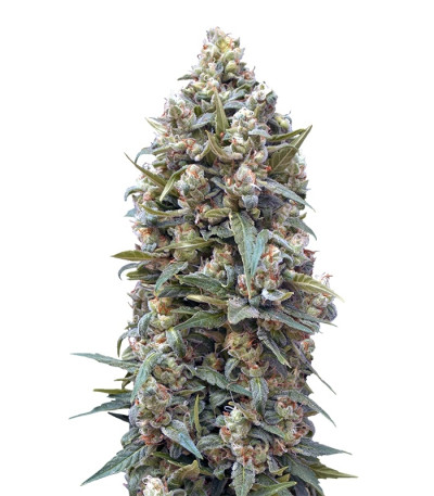 Сорт 00 Kush fem (00 Seeds)