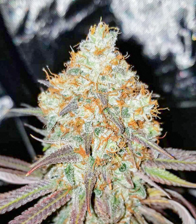 Сорт Purple Punch fem (Barney's Farm)