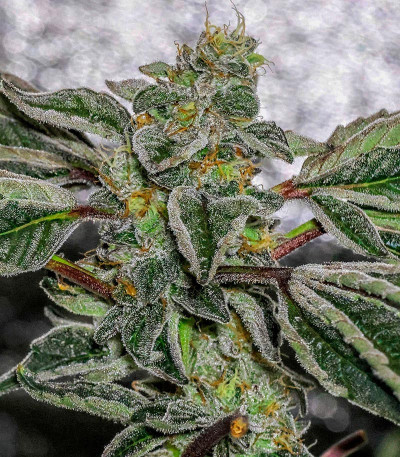 Сорт Vanilla Frosting fem (Humboldt Seed Company)