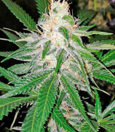 Сорт OG Kush (Dinafem Seeds)