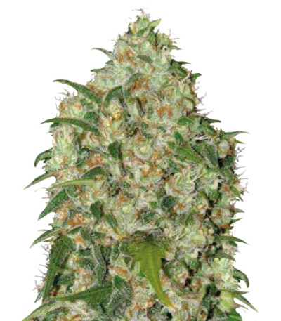 Сорт Аmnesia Haze fem (Bulk Seed Bank)