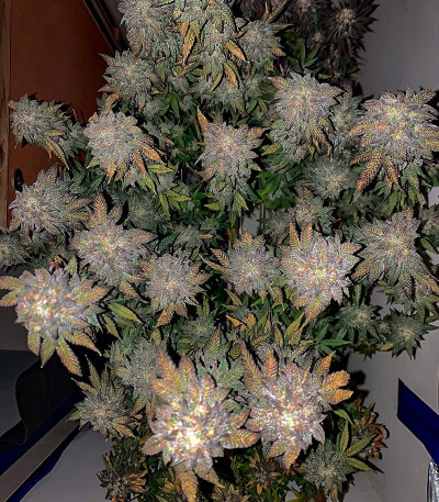 Сорт Notorious THC fem (Humboldt Seed Company)