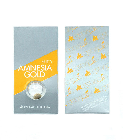Сорт Auto Amnesia Gold fem (Pyramid Seeds)
